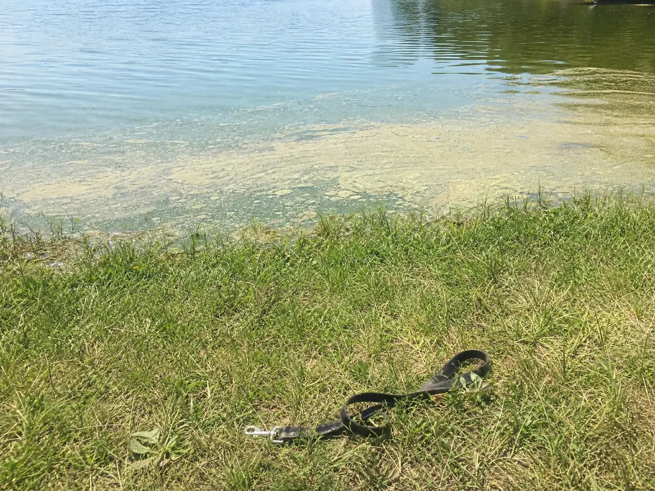 A lake with a blue-green algae bloom where a dog was swimming