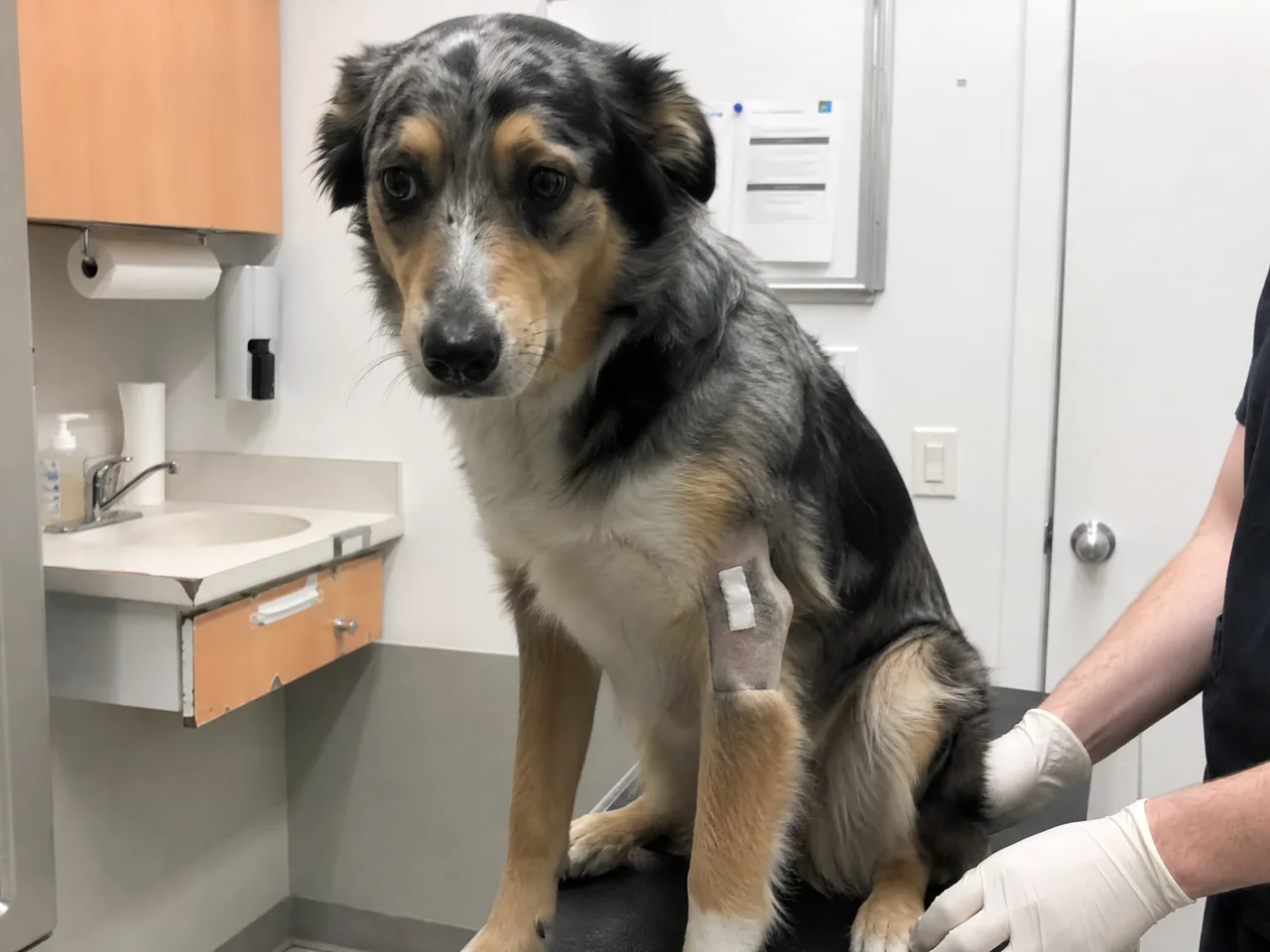 A vet examining a bite wound on a dog after a wildlife encounter