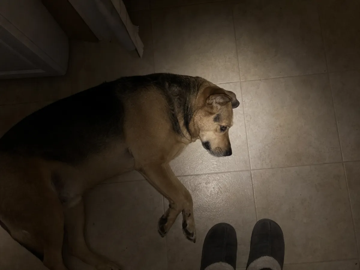 A dog lying still on the floor late at night, seen from above with an owner's slippers nearby