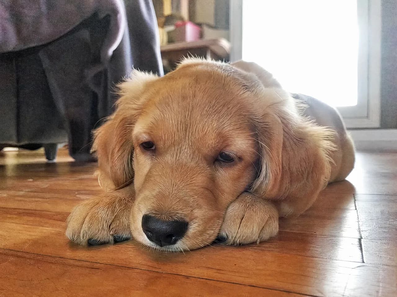 A lethargic dog showing early signs of parvo