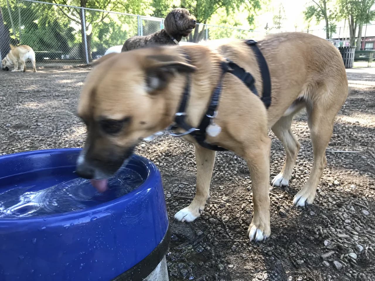 A dog being examined at the vet for giardia, a common cause of diarrhea