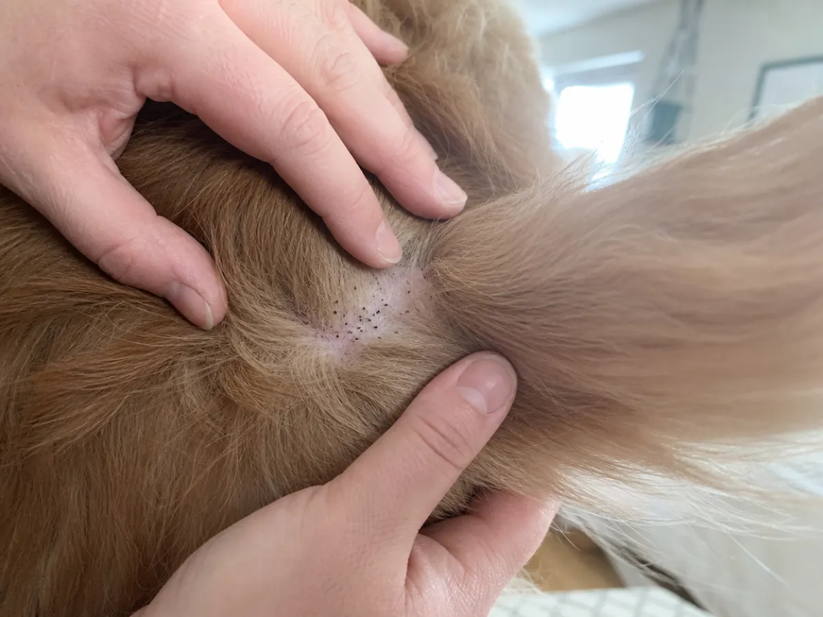 Hands parting a dog's fur to reveal skin with tiny black flecks of flea dirt