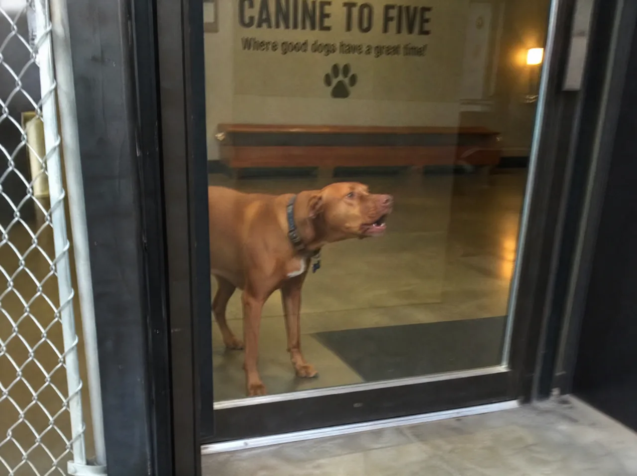 A dog with a honking cough being kept away from other dogs