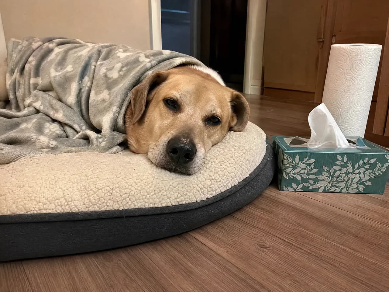 A coughing dog kept away from others while sick with kennel cough or dog flu