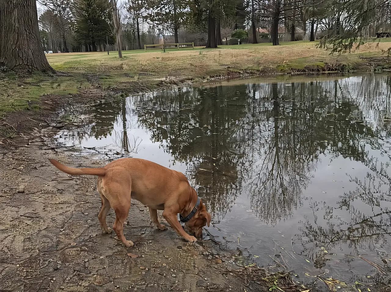 A dog drinking from a puddle, a common source of leptospirosis