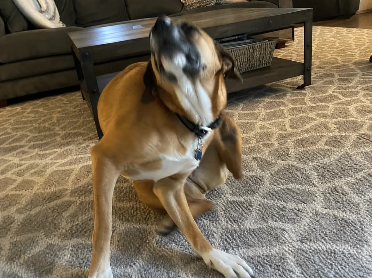 A dog scratching at irritated skin, a symptom shared by mange and allergies