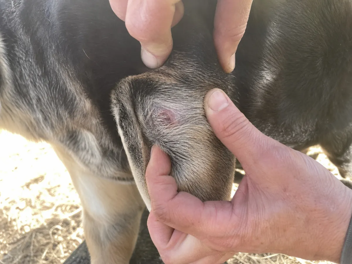 An owner's hands parting the fur around a small healing wound on a dog's leg to inspect it in daylight