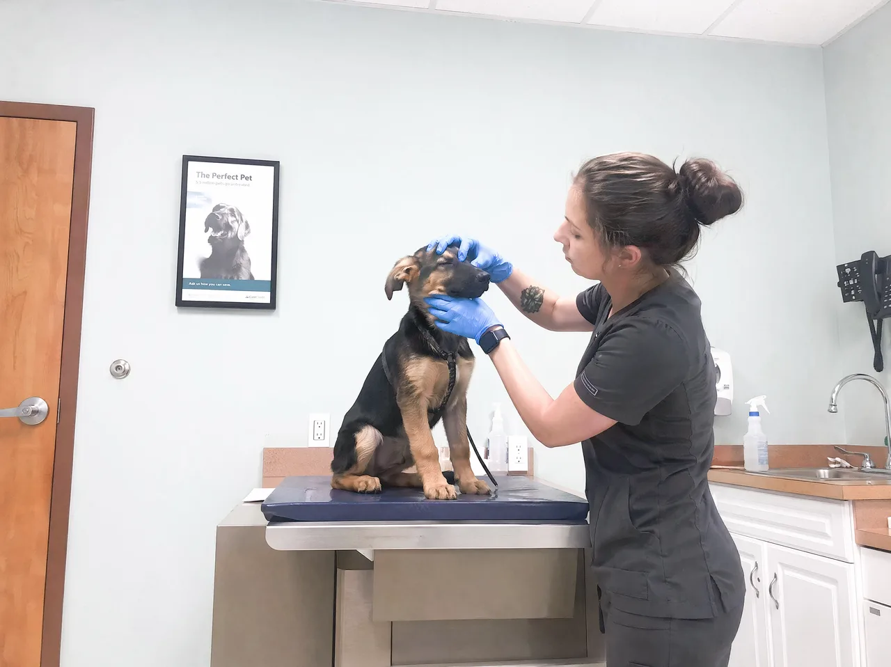 A sick dog being examined at the vet for parvo or distemper