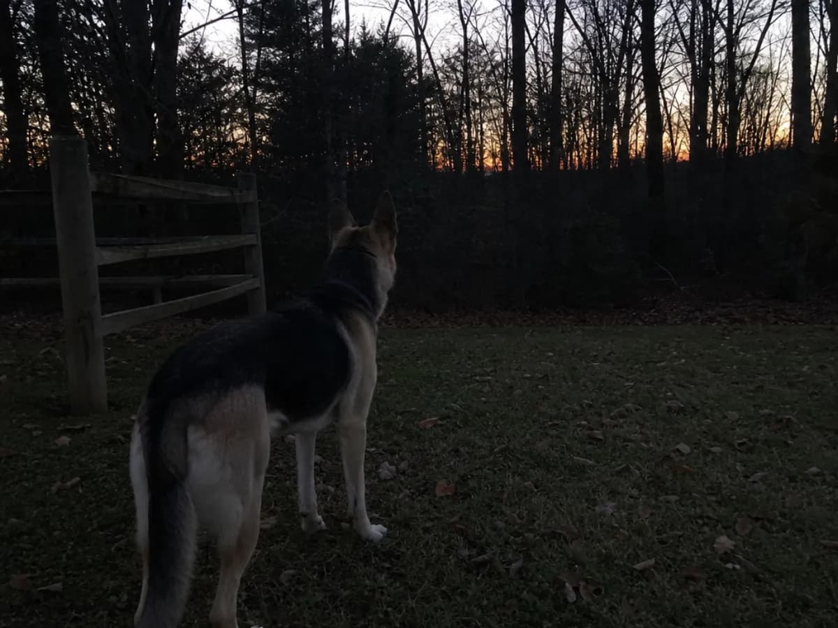 A dog standing alert at the edge of a yard at dusk, looking toward the treeline where wildlife would be