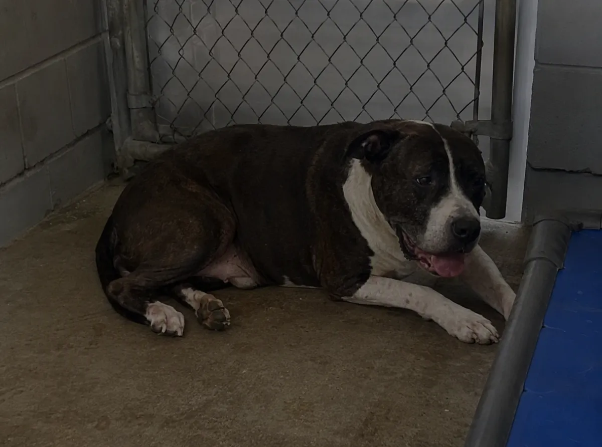 A dog resting in a shelter kennel run, lying down and breathing with visible effort