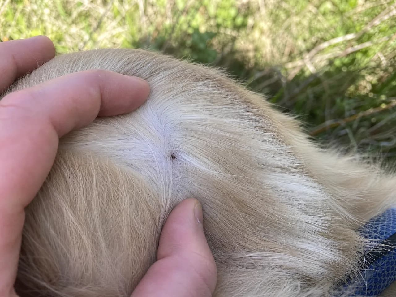 A tick attached to a dog being removed with fine-tipped tweezers
